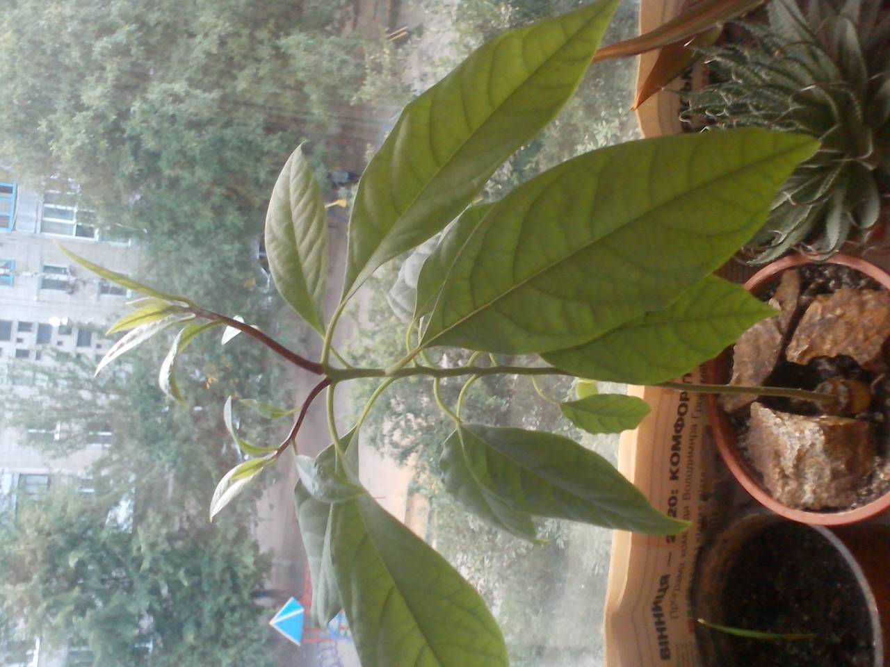 Как вырастить авокадо из косточки в домашних условиях, чтобы были плоды: пошаговый алгоритм действий по выращиванию экзотического деревца. 10 советов, чтобы вырастить авокадо из косточки дома
