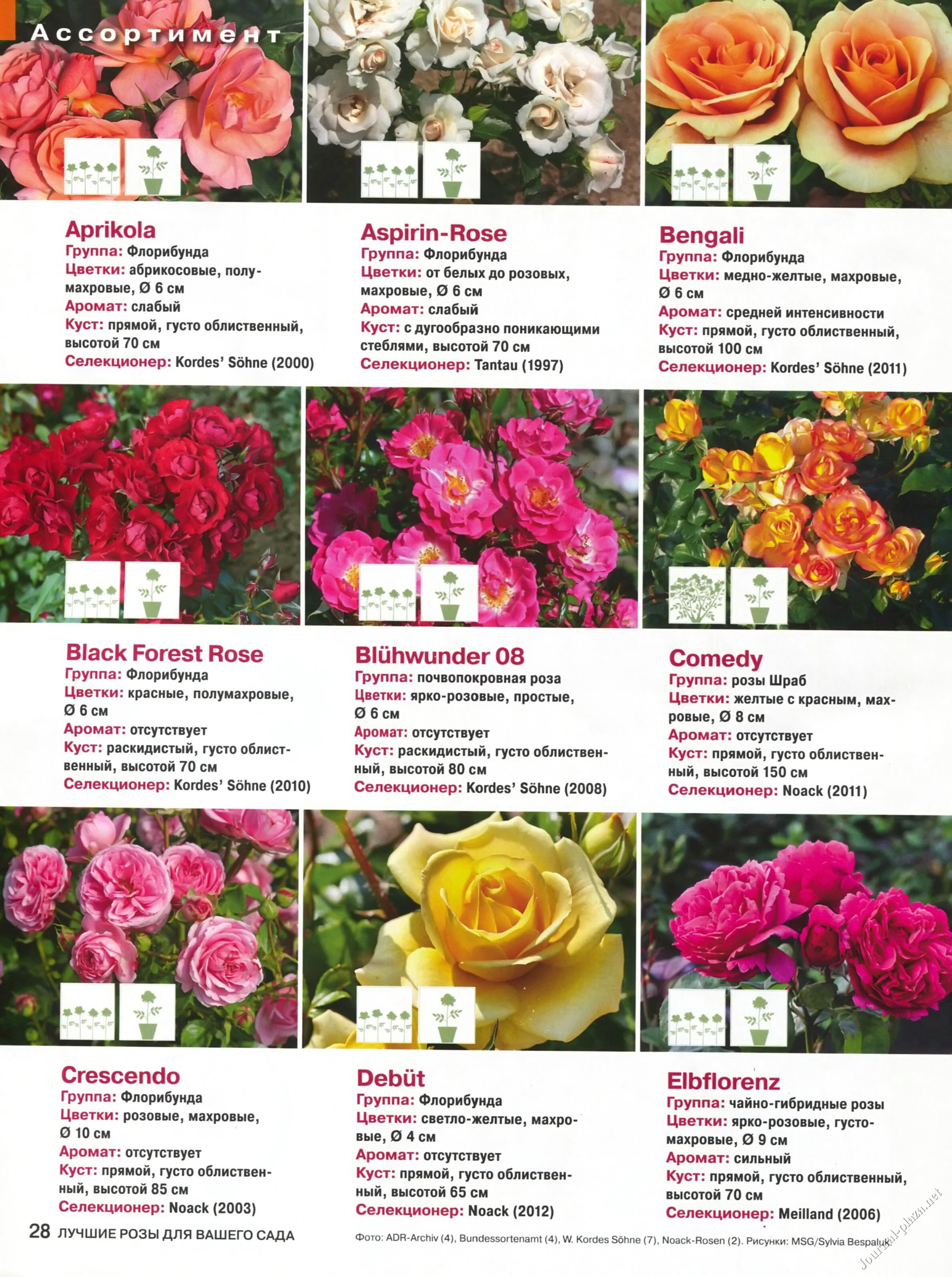 Роза каралуна - описание сорта, внешний вид, отзывы и мнение садоводов