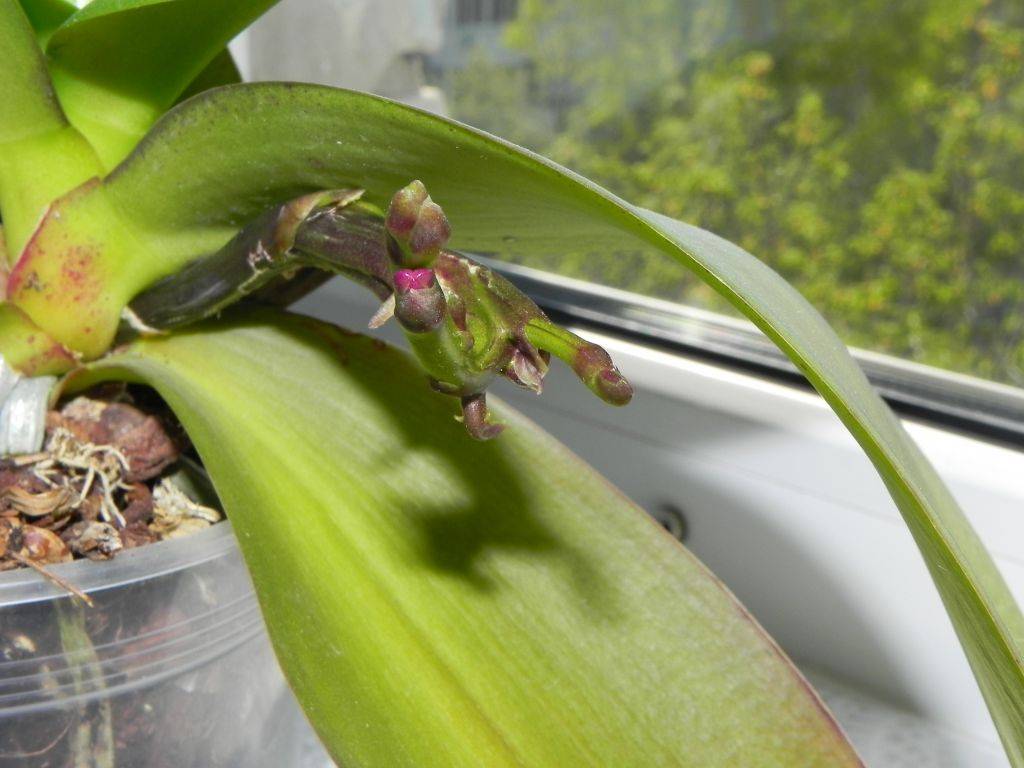 Орхидея отцвела, что делать со стрелкой: когда заканчивается цветение, как пересаживать цветочный стебель, уход за цветоносом