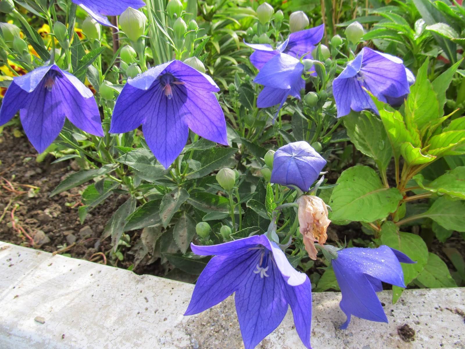 Платикодон цветок многолетник выращивание и уход фото