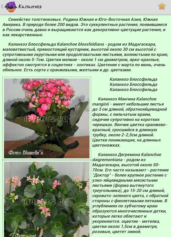 Каланхоэ: пересадка после покупки и уход в домашних условиях для цветения, а также советы, как выбирать растение в магазинедача эксперт