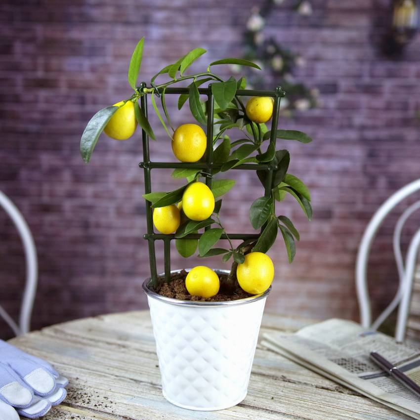Уход за лимоном в домашних условиях: как вырастить растение дома из косточки и правильно ухаживать за ним