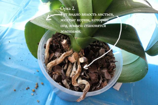 Воздушные корни у орхидеи: причины, что с ними делать, нужно ли их обрезать