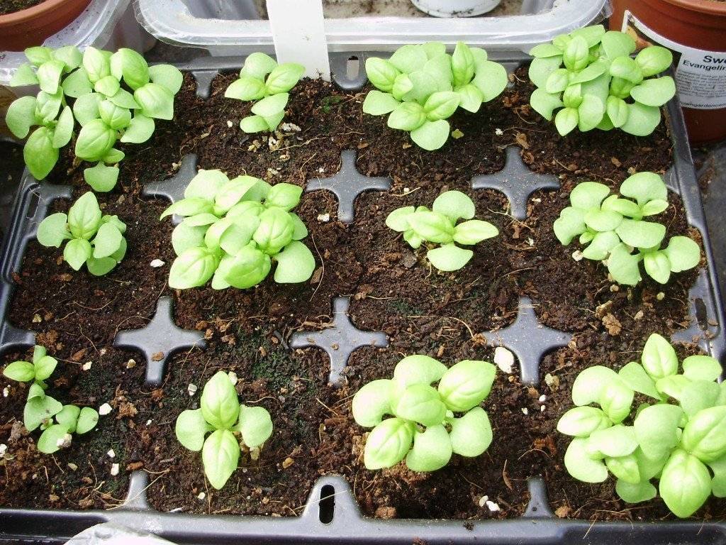 Как вырастить базилик на подоконнике- сорта и правила выращивания