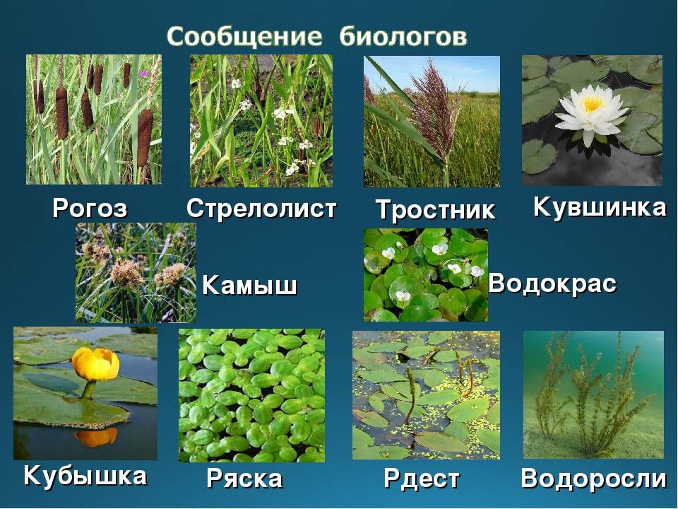 Комнатные тенелюбивые и неприхотливые растения и цветы: названия и фото