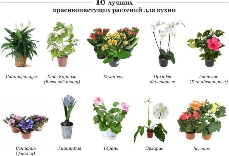 ???? комнатные домашние растения и цветы – фото и названия: выбираем красивые цветы для дома