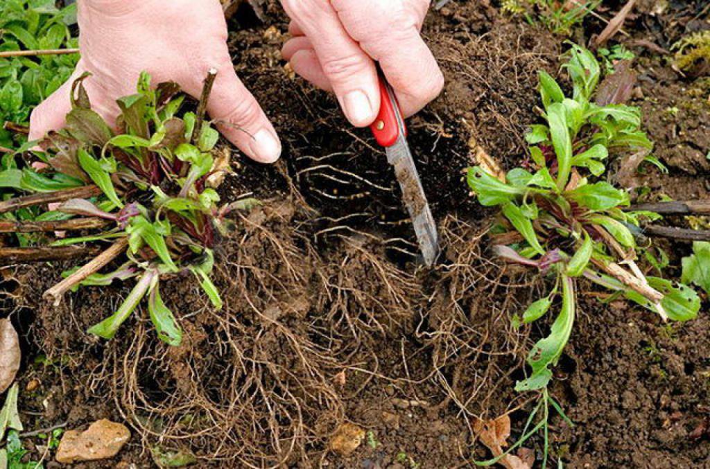 Когда лучше сажать флоксы весной или осенью. агротехника выращивания флоксов | зелёный сад