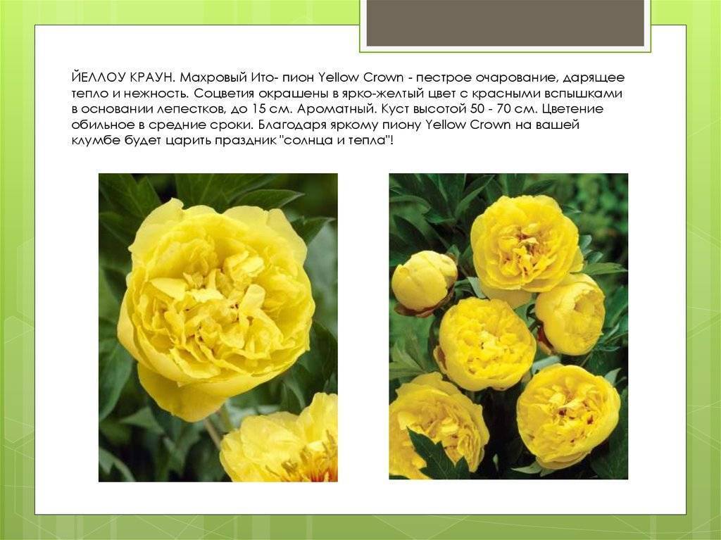 Сорта ито пионов: краун йеллоу (crown yellow), бордер чарм, гибрид хиллари, выбор грунта для посадки и уход за травянистым цветком, фото с описаниями и отзывами