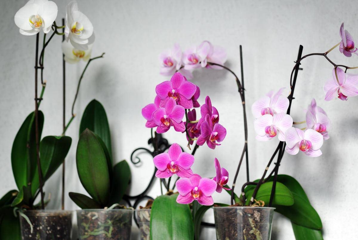 Как стимулировать цветение орхидеи в домашних условиях