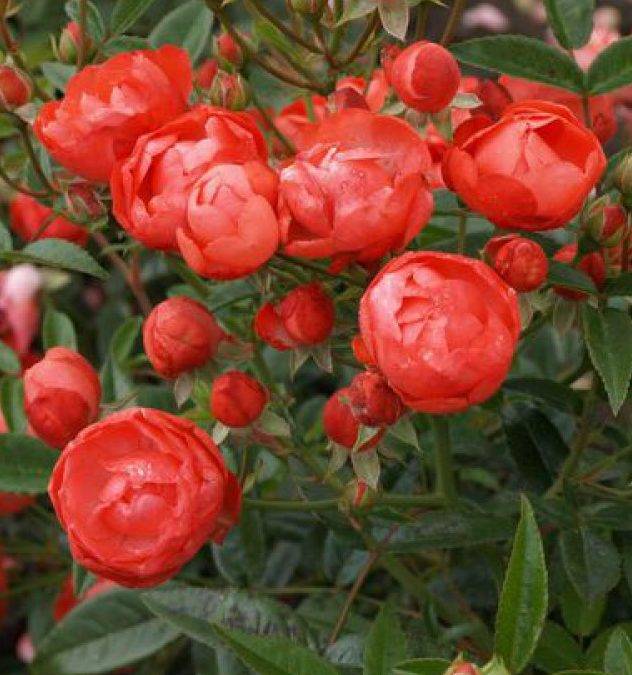 Роза Морсдаг (Morsdag) — разновидности почвопокровного растения