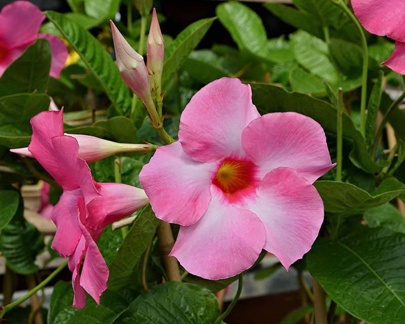 Комнатный цветок дипладения: размножение, выращивание, уход, фото
