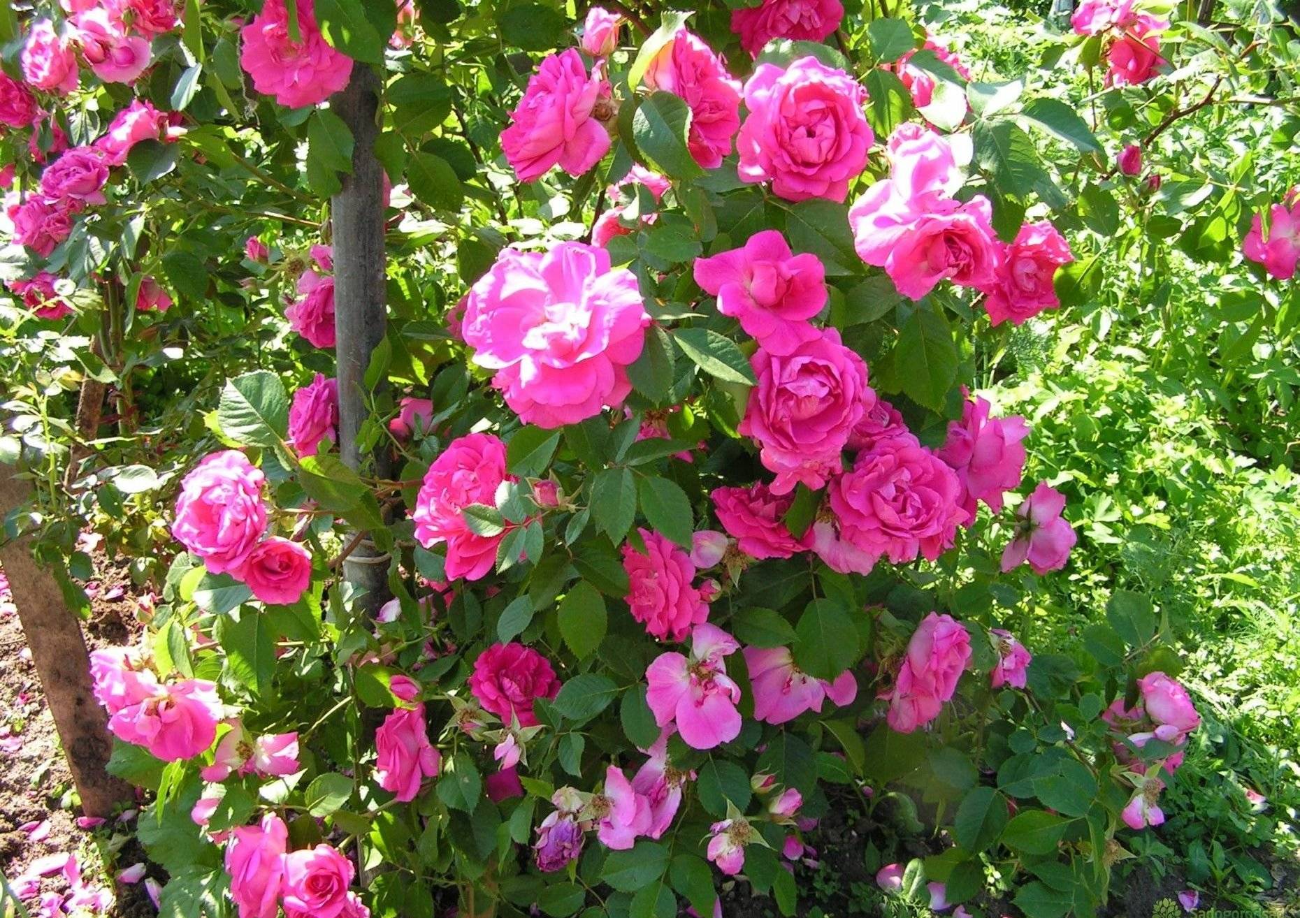 Роза парковая модэн сентенниал описание и характеристика