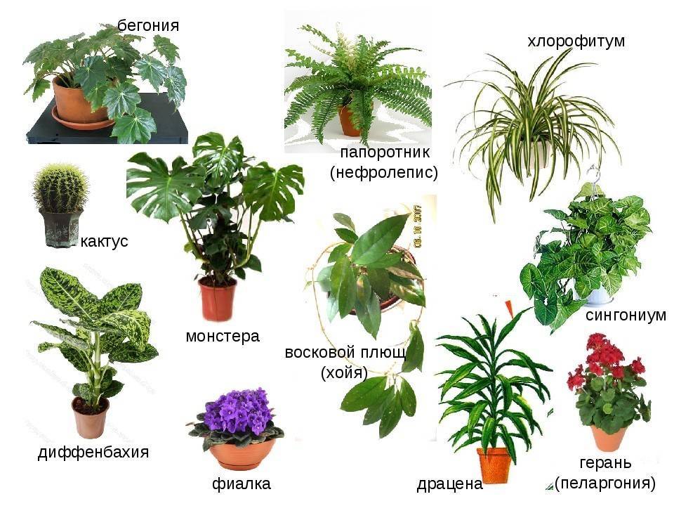 Растения по алфавиту - комнатные, садовые и плодово ягодные