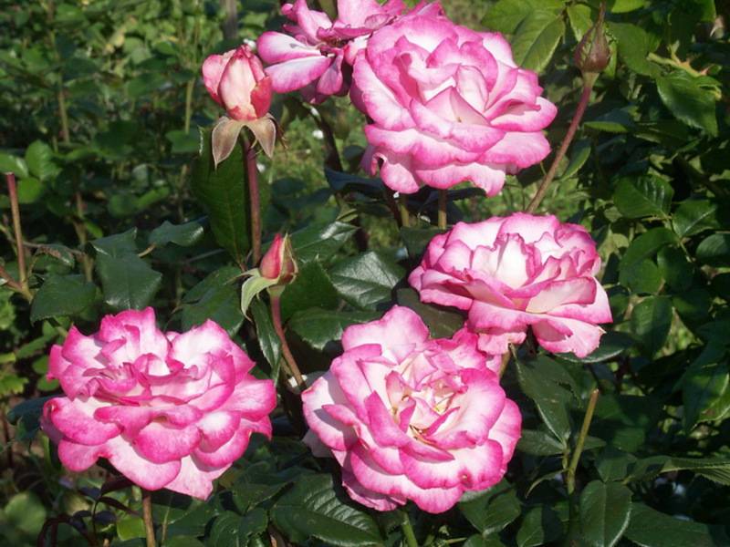 Фантастическая роза профессор хендель с эффектным двухцветным окрасом