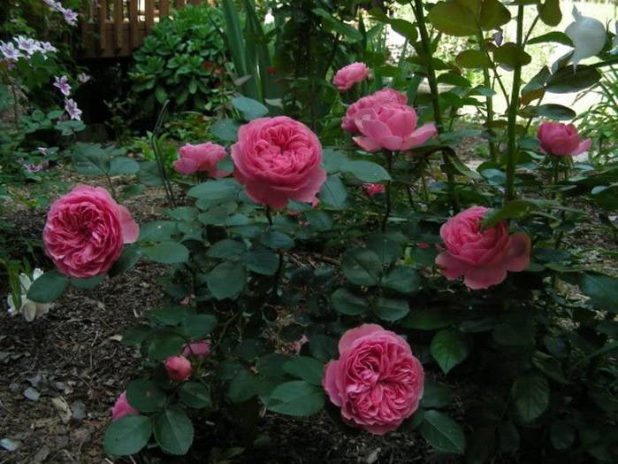 Роза леонардо да винчи: фото и описание, отзывы, особенности выращивания