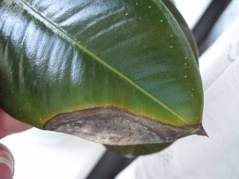 Болезни кротона: сохнут, опадают и опустились листья