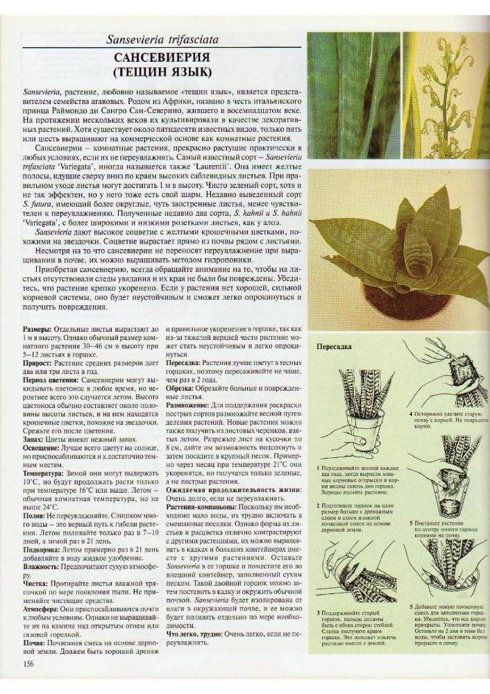 Сансевиерия цилиндрическая: выращивание и уход за растением selo.guru — интернет портал о сельском хозяйстве