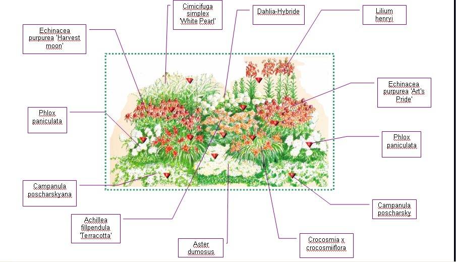 Как организовать клумбу с флоксами на даче: подбор соседей и схема рассадки цветов
