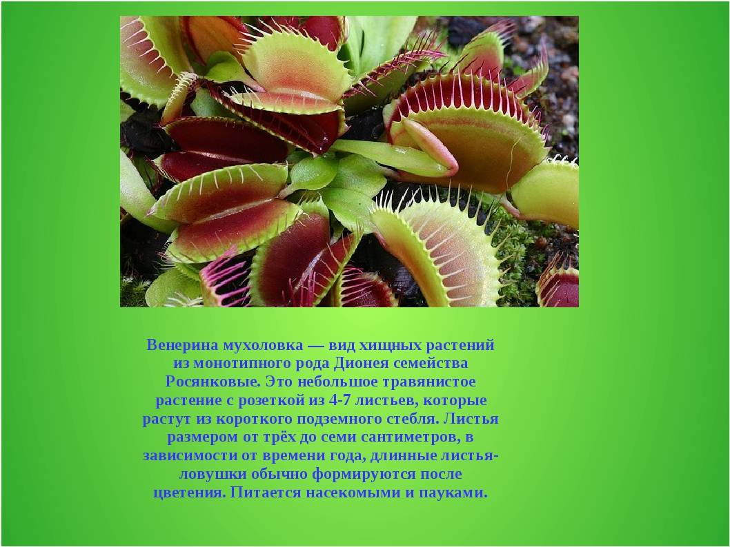 Растение-хищник: виды, фото. насекомоядные растения. плотоядные растения :: syl.ru