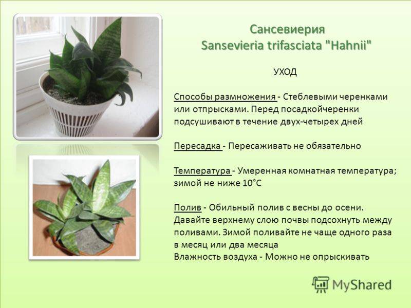 Сансевиерия, сансевьера, щучий хвост или тещин язык - самое неубиваемое растение для вашего дома