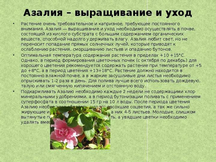 Цветок рододендрон: фото, виды, описание и особенности