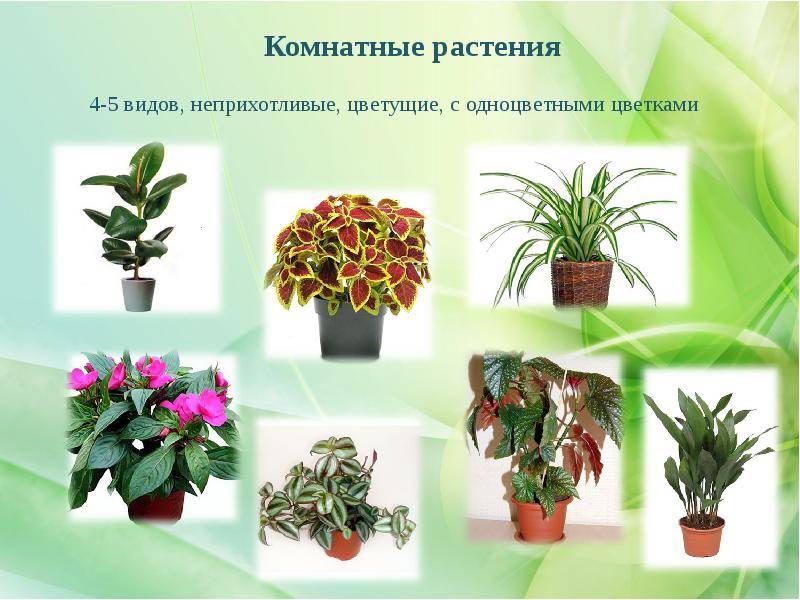 Комнатные растения: фото и названия по алфавиту. их характеристика