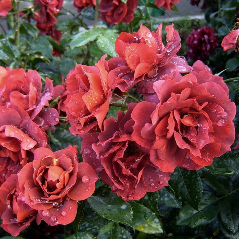 Коко локо - описание сорта розы, основные характеристики, отзывы