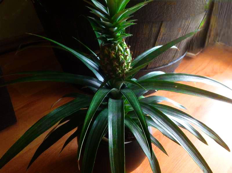 Ананас растение: как вырастить ананас в домашних условиях | organic mix