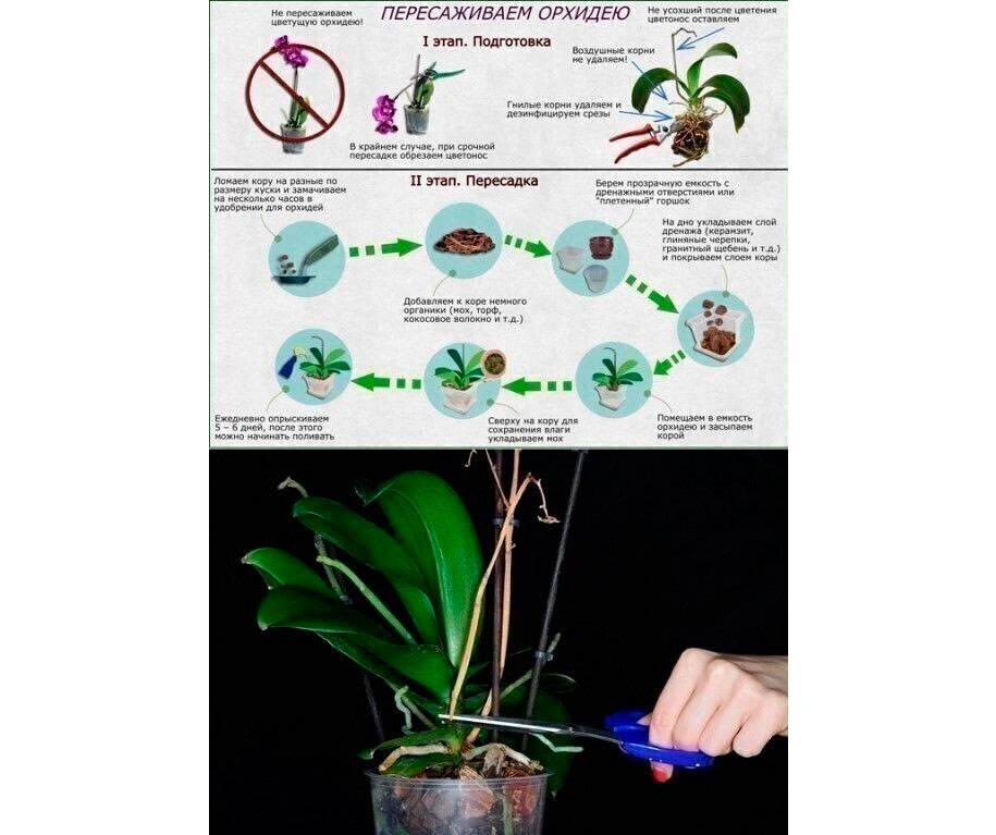 Удобрения для орхидеи фаленопсис: чем подкормить, чтобы он зацвел, как применять янтарную кислоту и эпин в домашних условиях, другие подкормки для лучшего цветения