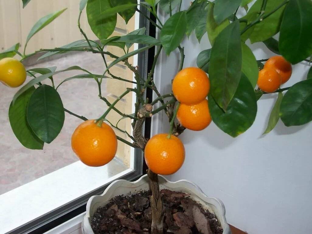 ???? как вырастить мандарин из косточки в домашних условиях своими руками, уход за домашним мандарином