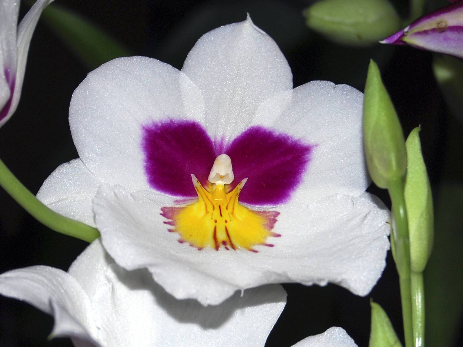 Орхидея мильтония: правила ухода в домашних условиях orchidfan.ru