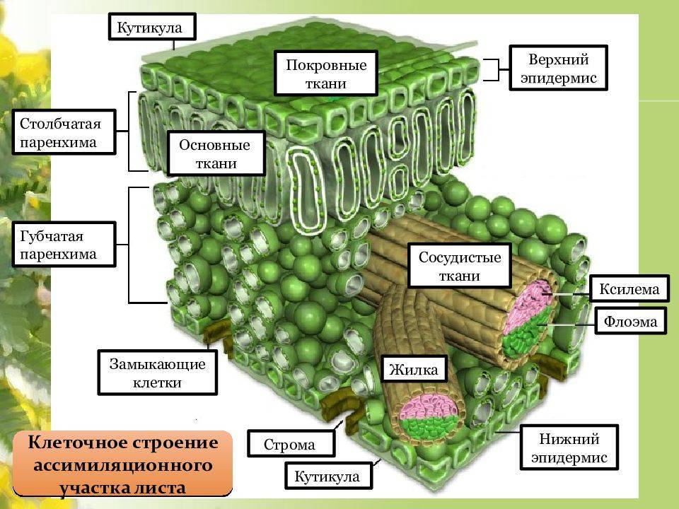 § 0—2. характеристика строения и функций тканей растений