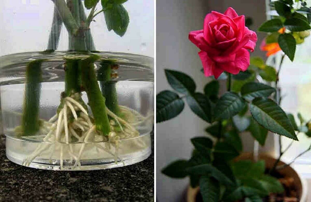 Как вырастить розу из букета в домашних условиях: пошаговый алгоритм действий