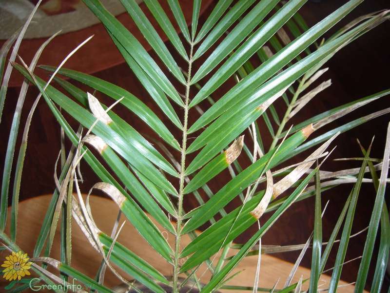Популярный хризалидокарпус — уход в домашних условиях за пальмой-бабочкой
