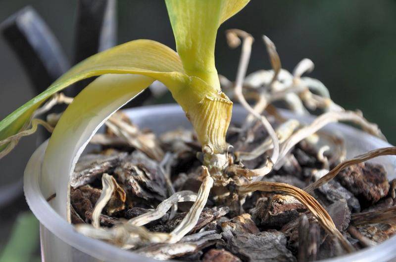 Как реанимировать и спасти орхидею в домашних условиях, если сгнили корни