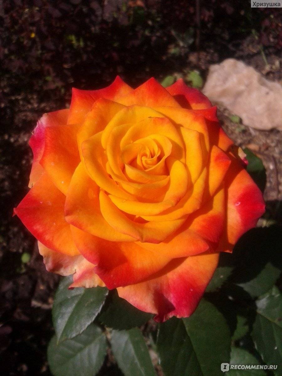 Роза под названием черная (блэк) магия (мэджик) – волшебство в вашем саду