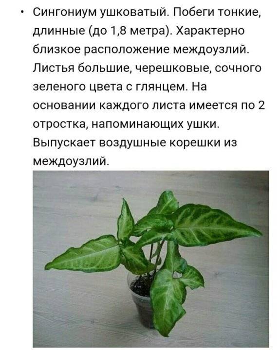 Сингониум уход в домашних условиях | floravdome.ru