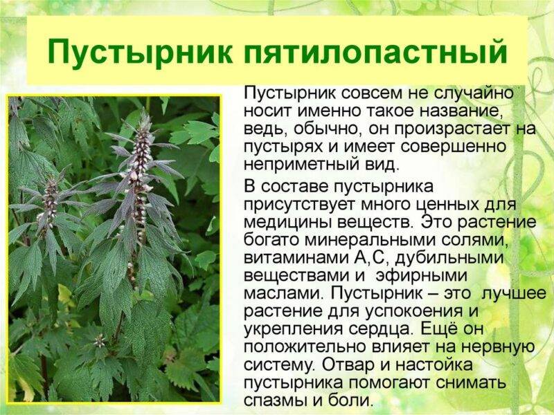 Лекарственные растения россии