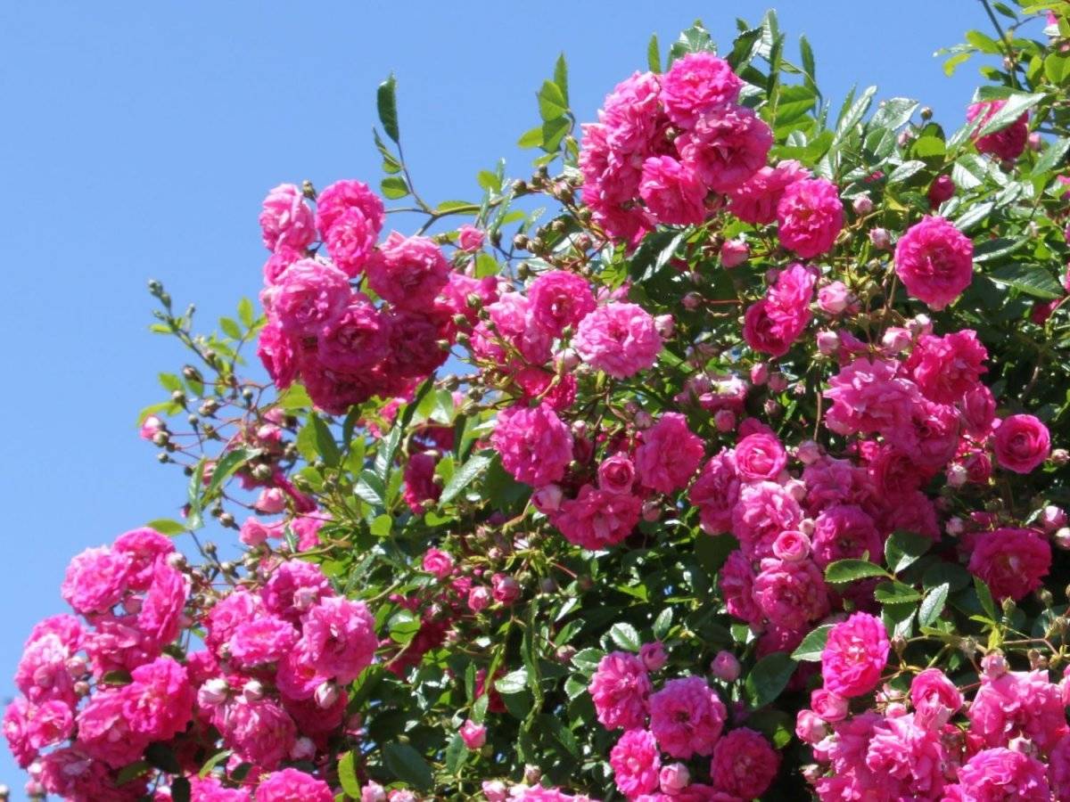 Роза супер дороти: описание, фото и отзывы садоводов