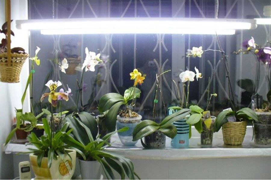 Досветка растений лампами на подоконнике и теплице