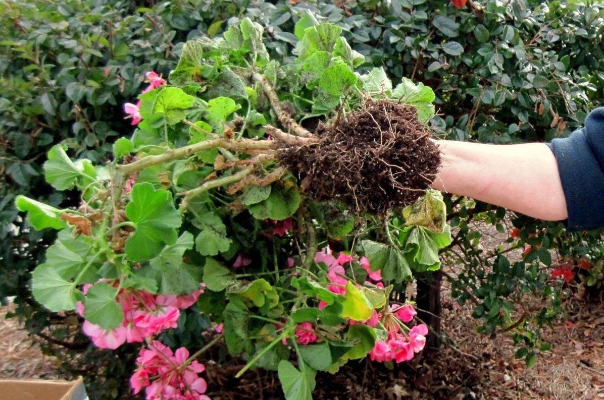 Почва для комнатной герани: какой состав грунта нужен, что именно любит цветок и как его сажать в домашних условиях, как подготовить землю и выбрать горшок?