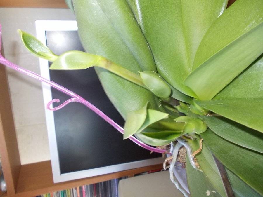 Желтеет цветонос у орхидеи: почему это происходит, что нужно делать, чтобы помочь растению, а также меры профилактики selo.guru — интернет портал о сельском хозяйстве