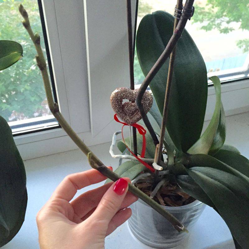 Орхидея после цветения: изменения в уходе, что делать со стрелкой