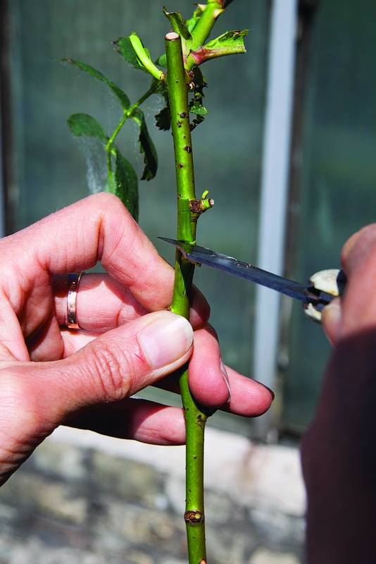 Инструкция, как правильно прививать розу на шиповник осенью