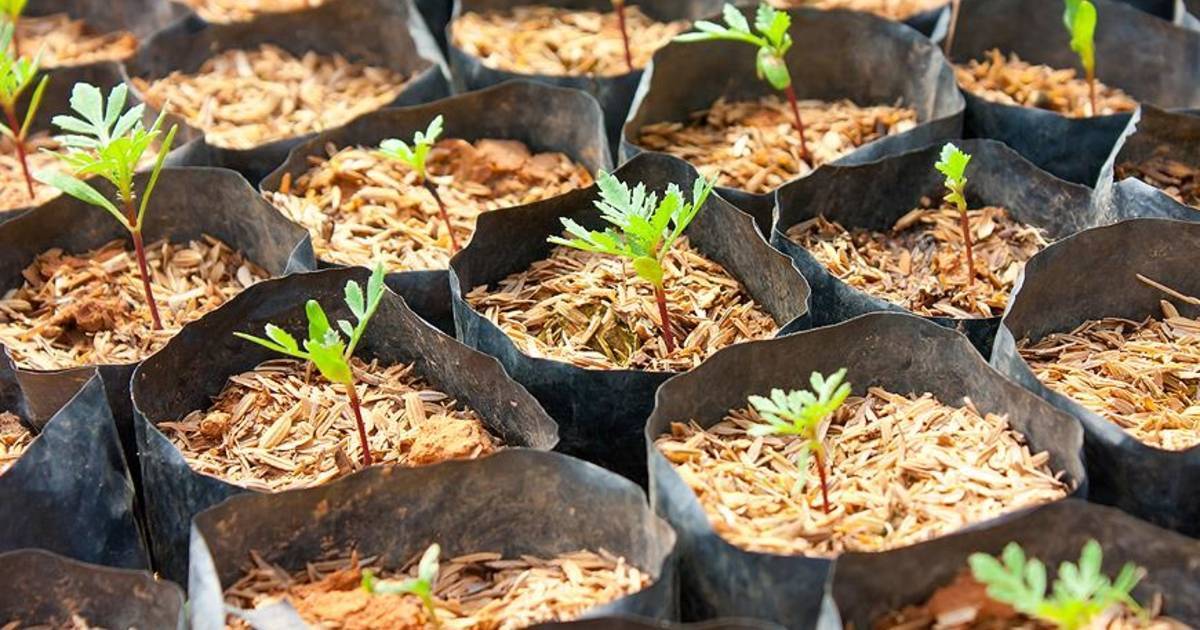 Кларкия: выращивание из семян, когда сажать в открытый грунт