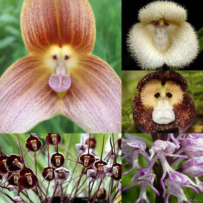 Орхидея дракула — особенная во всём