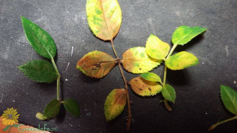 Почему комнатные растения по осени сбрасывают листья