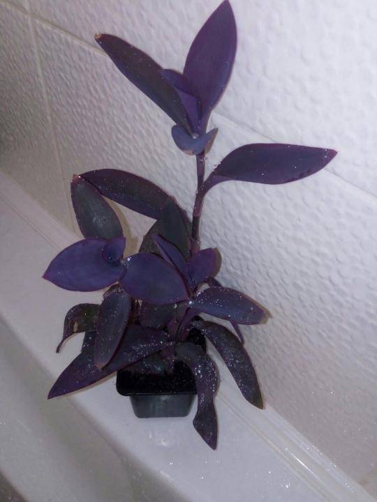 Сеткреазия пурпурная: фото, уход в домашних условиях, свойства