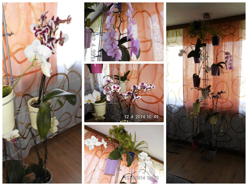 Размещение орхидей в квартире. Фаленопсис в интерьере квартиры. Размещение орхидей на стене. Куча орхидей в комнате. Орхидеи нельзя держать дома