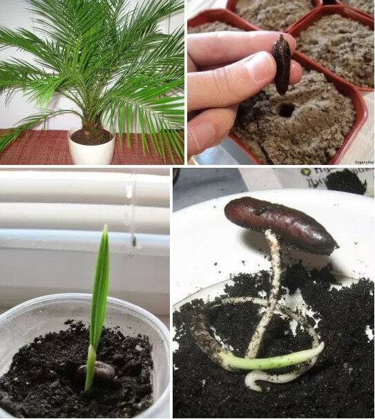  как вырастить финиковую пальму из косточки в домашних условиях